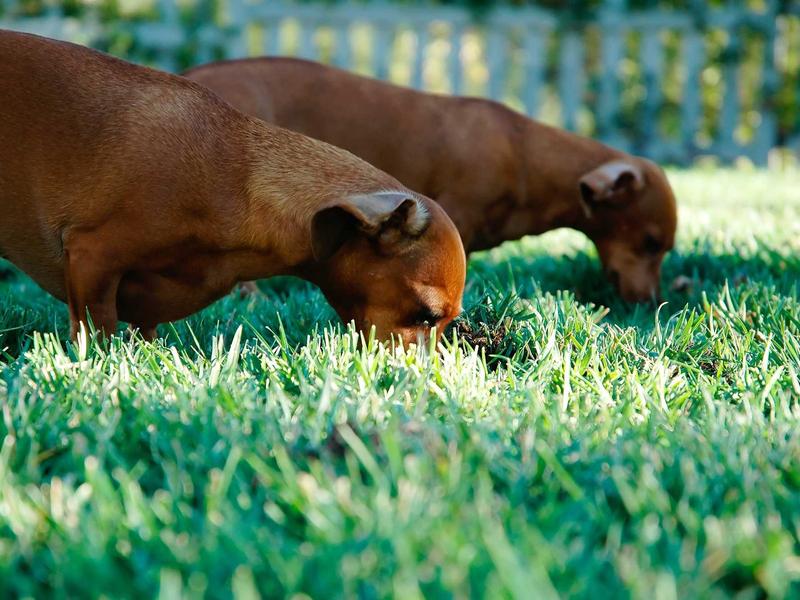 sudoku solver screenshot 2